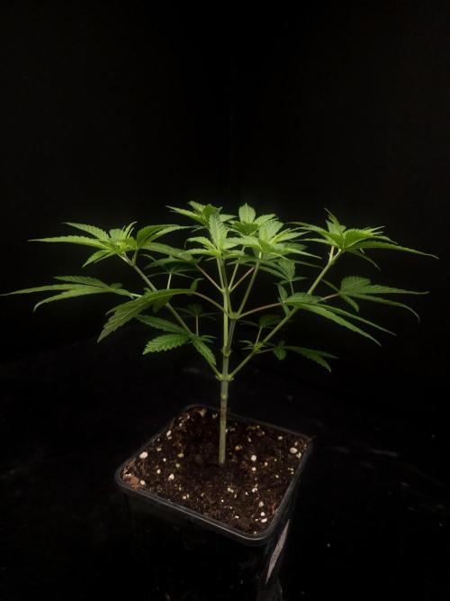Power plant. Week 5