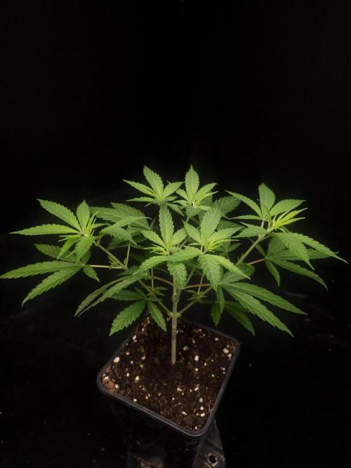 Power plant. Week 5
