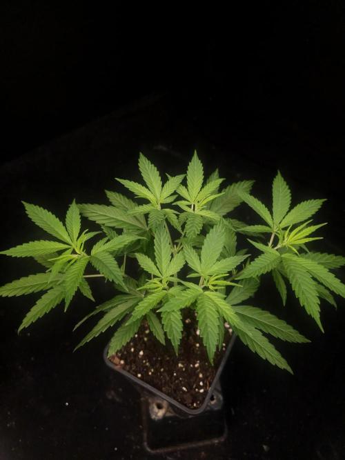 Power plant. Week 5