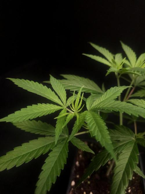 Power plant. Week 5