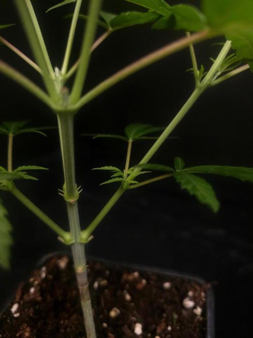 Power plant. Week 5