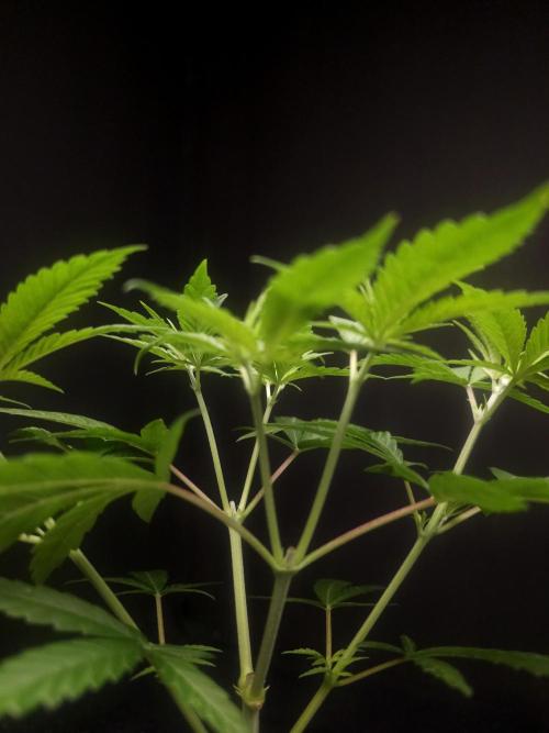 Power Plant. Week 5