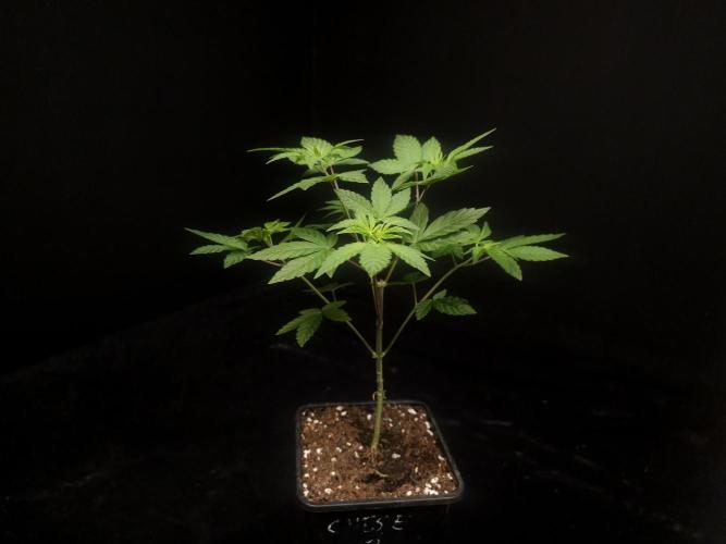 Girl Scoute Cookies. Week 5