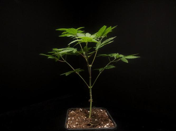 Girl Scoute Cookies. Week 5