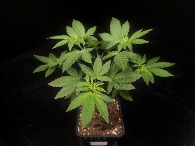 Girl Scoute Cookies. Week 5
