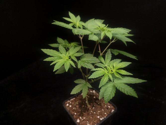 Girl Scoute Cookies. Week 5