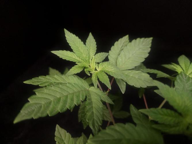 Girl Scoute Cookies. Week 5