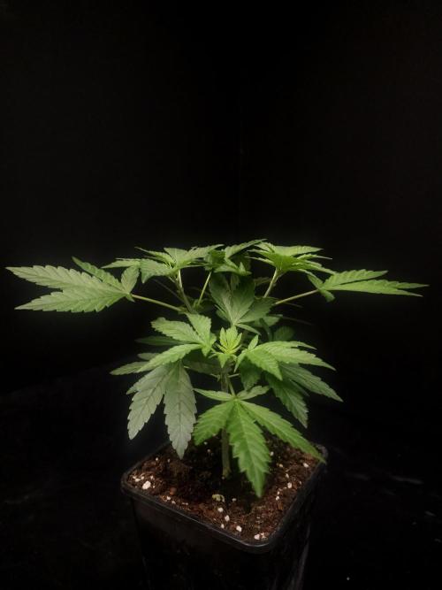 White Widow. Week 5
