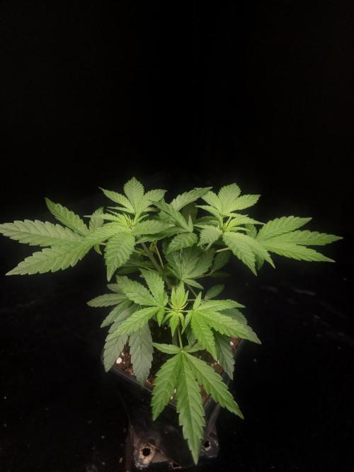 White Widow. Week 5