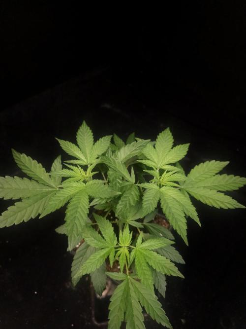 White Widow. Week 5