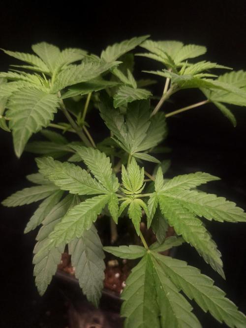 White Widow. Week 5