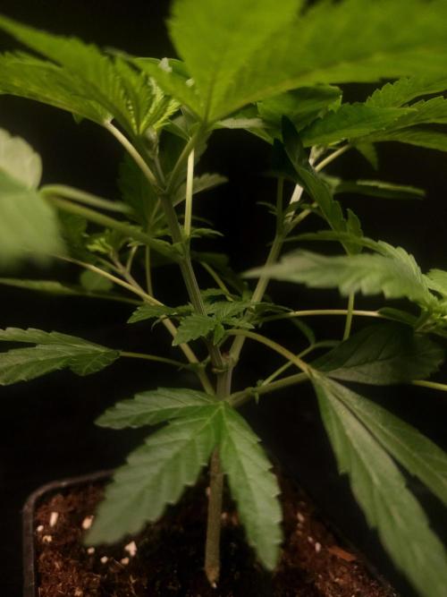 White Widow. Week 5