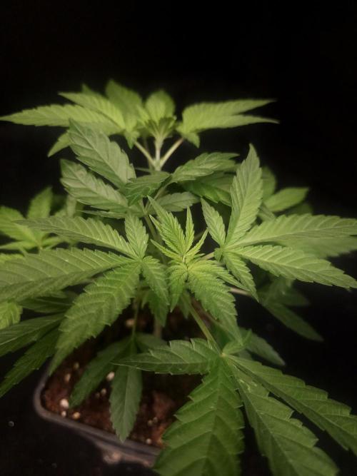 White Widow. Week 5