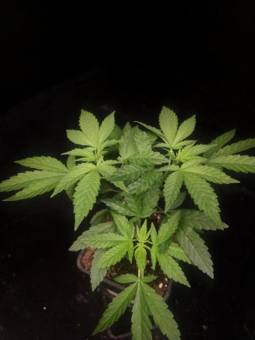 White Widow. Week 5