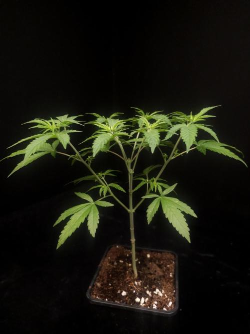 Zkittlez. Week 5