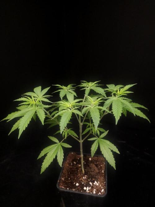 Zkittlez. Week 5