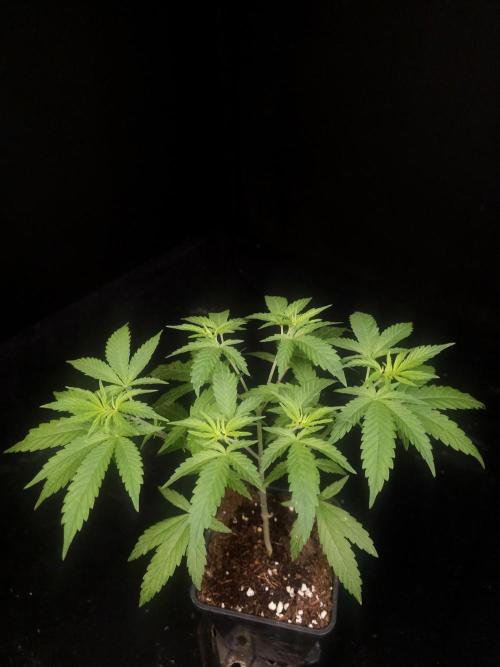 Zkittlez. Week 5