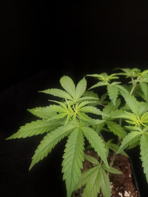 Zkittlez. Week 5