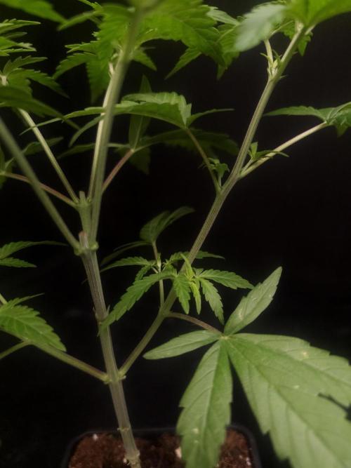 Zkittlez. Week 5