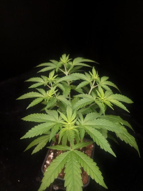 Zkittlez. Week 5
