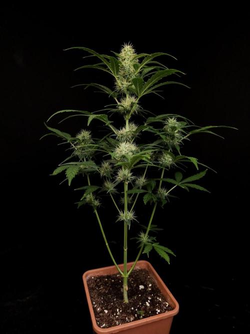 Zkittlez automatic. Week 6