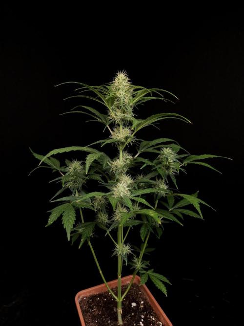 Zkittlez automatic. Week 6