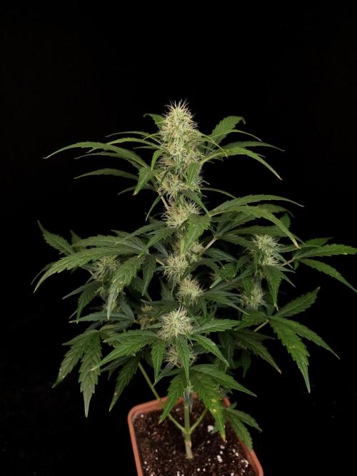 Zkittlez automatic. Week 6