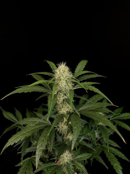 Zkittlez automatic. Week 6