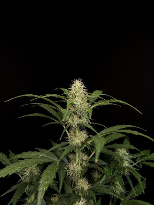 Zkittlez automatic. Week 6