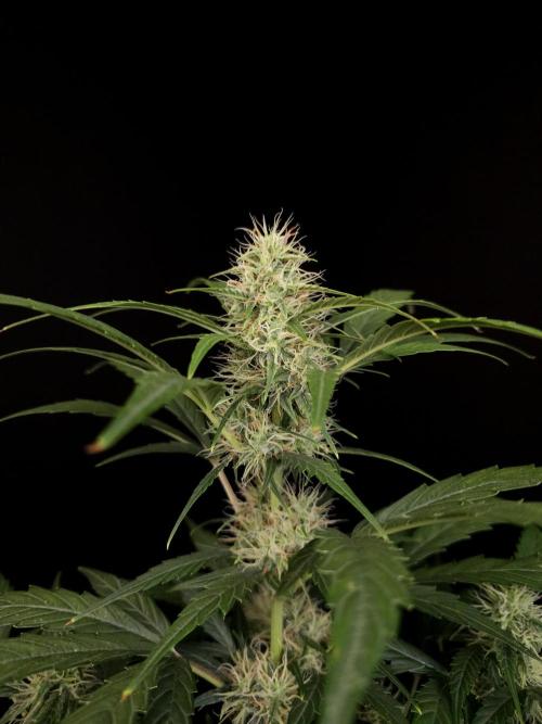 Zkittlez automatic. Week 6