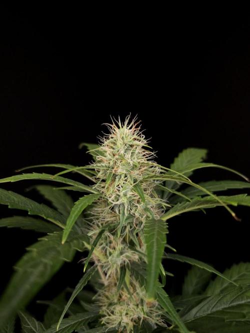 Zkittlez automatic. Week 6