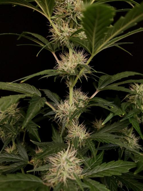 Zkittlez automatic. Week 6