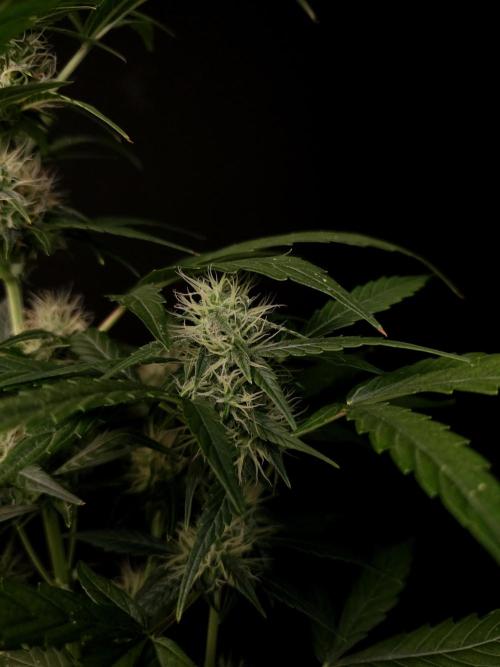 Zkittlez automatic. Week 6