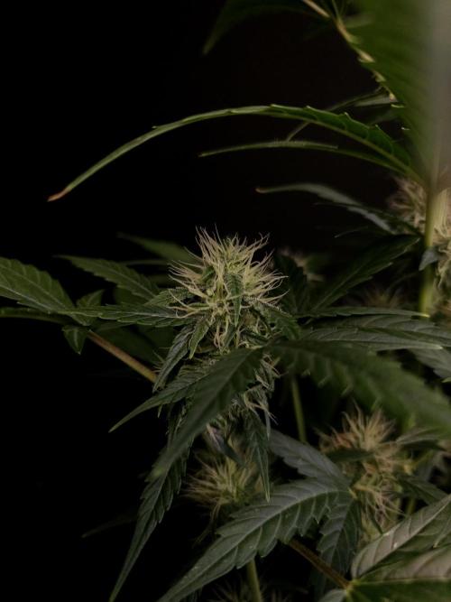 Zkittlez Automatic. Week 6