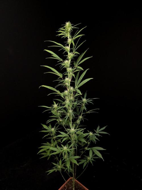 Zkittlez automatic 2. Week 6