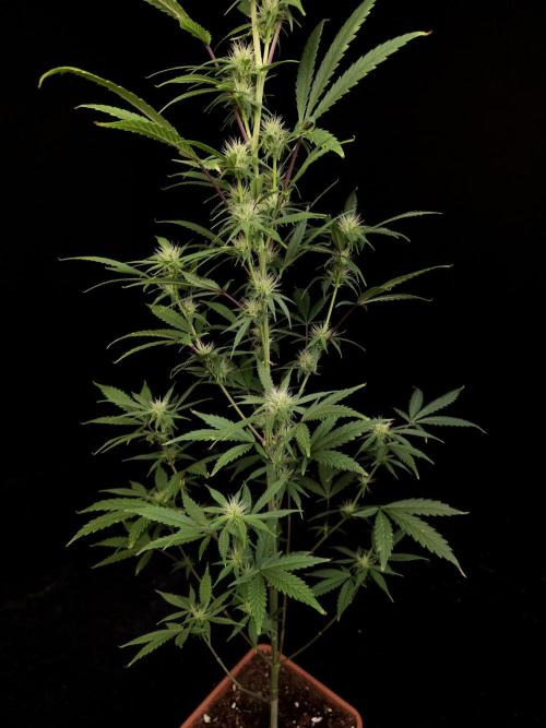 Zkittlez automatic 2. Week 6