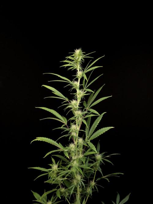 Zkittlez automatic 2. Week 6