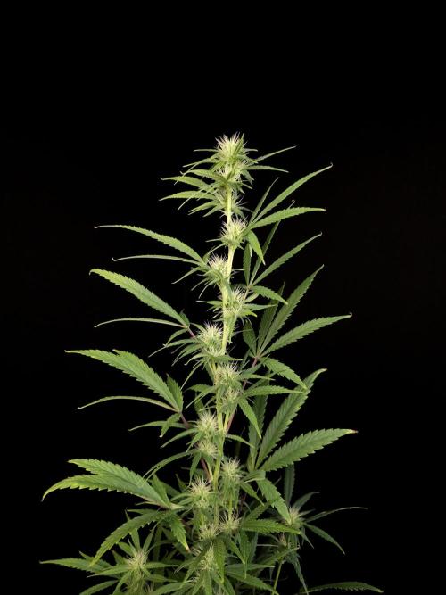 Zkittlez automatic 2. Week 6