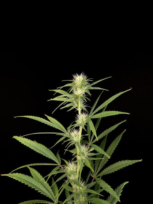 Zkittlez automatic 2. Week 6