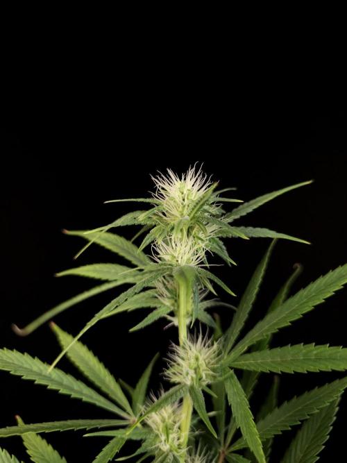 Zkittlez automatic 2. Week 6