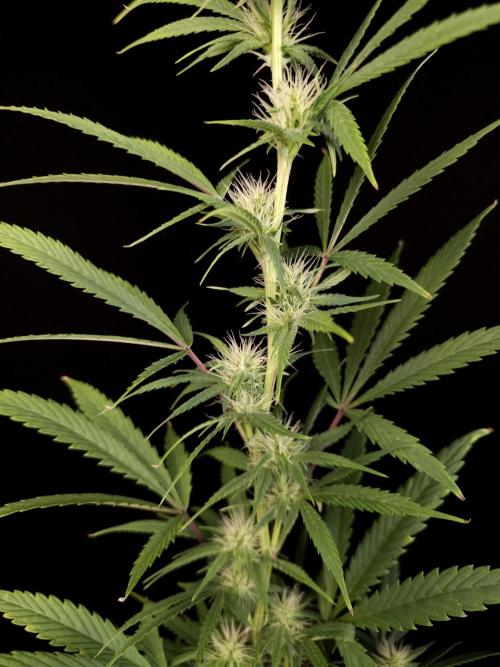 Zkittlez automatic 2. Week 6