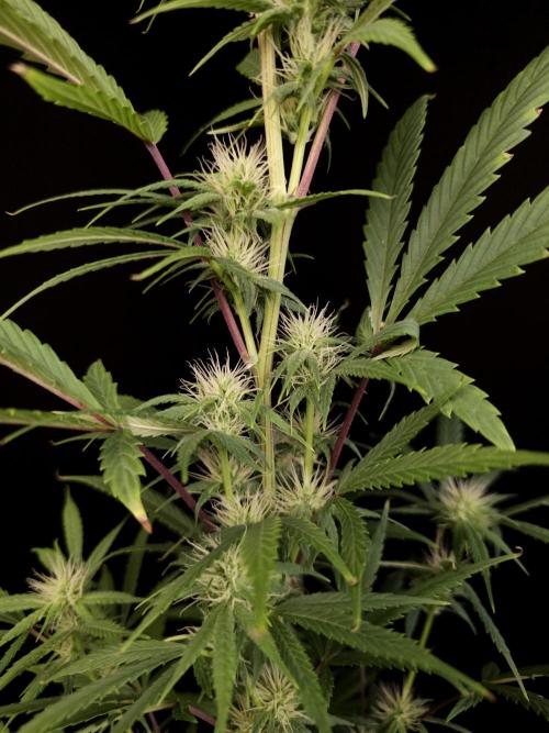 Zkittlez automatic 2. Week 6
