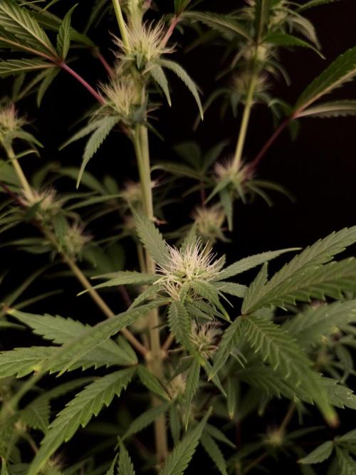Zkittlez automatic 2. Week 6