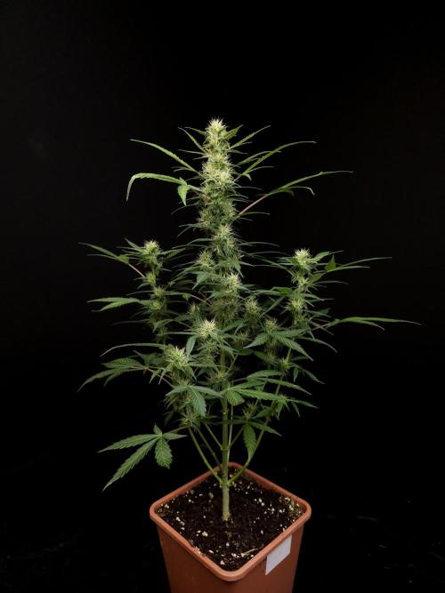White widow auto. Week 6