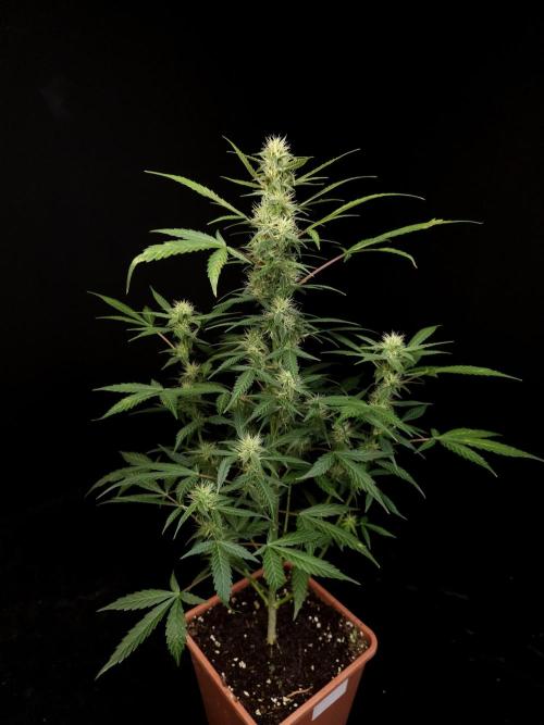 White widow auto. Week 6