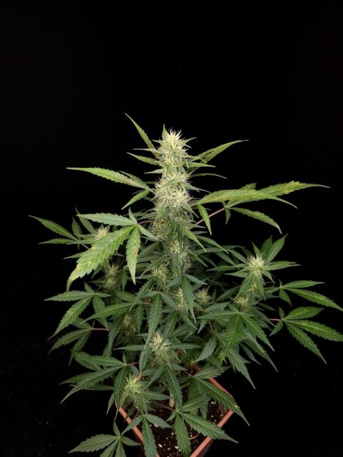 White widow auto. Week 6