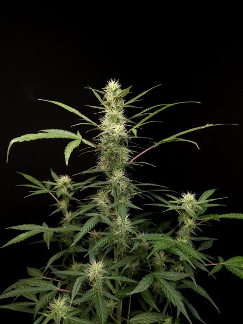 White widow auto. Week 6