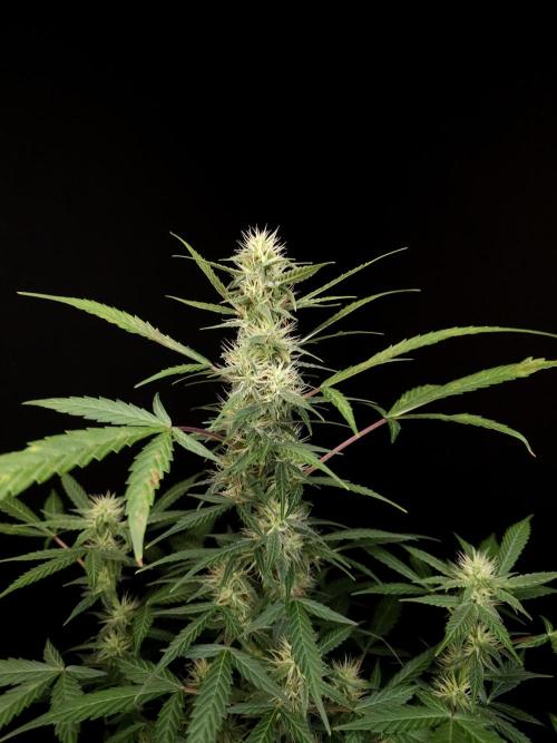 White widow auto. Week 6