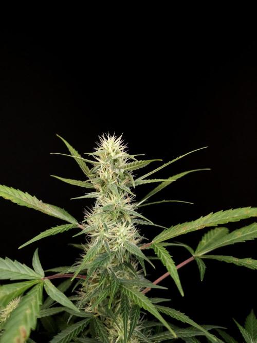 White widow auto. Week 6