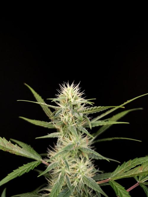 White widow auto. Week 6